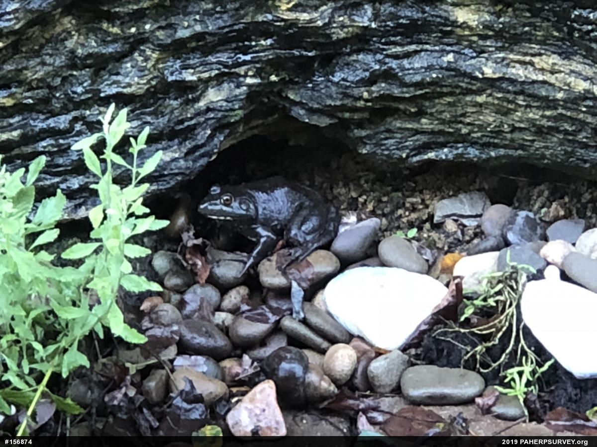 American Bullfrog