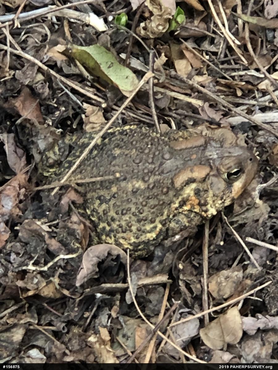 Eastern American Toad