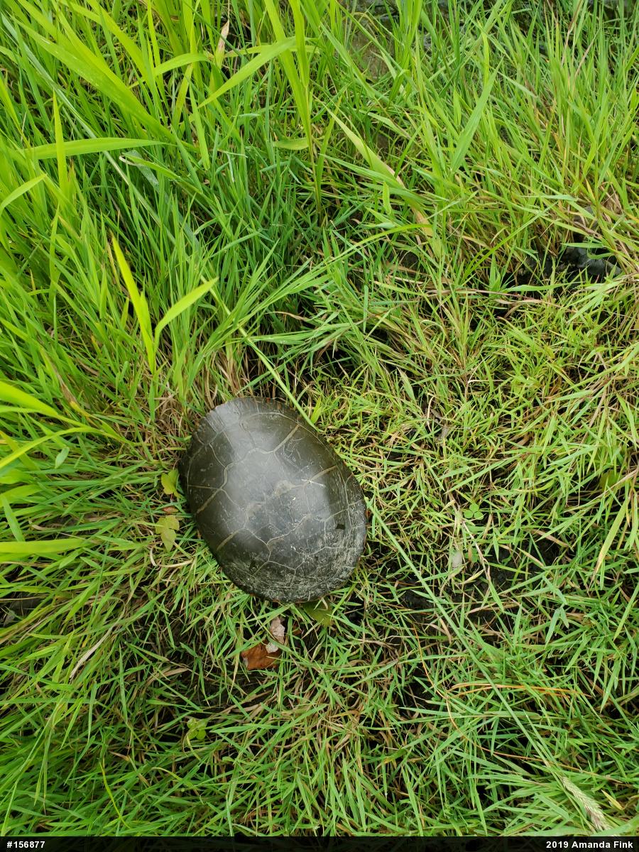 Painted Turtle