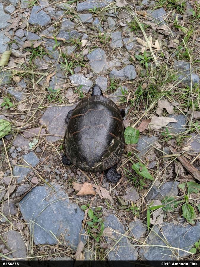 Painted Turtle