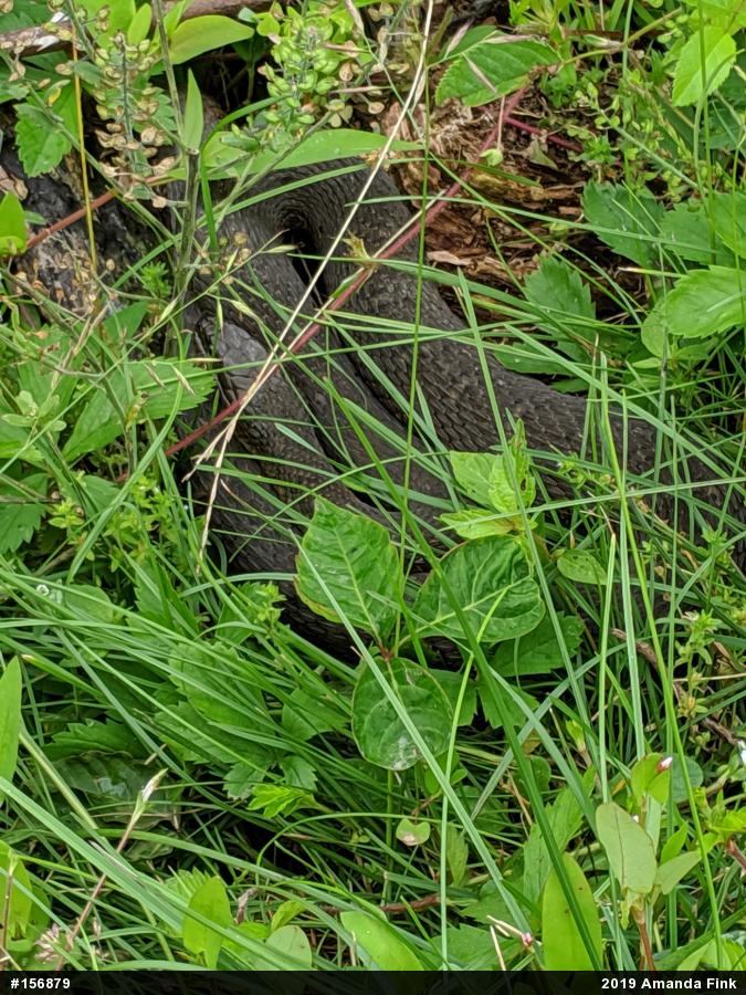 Northern Watersnake