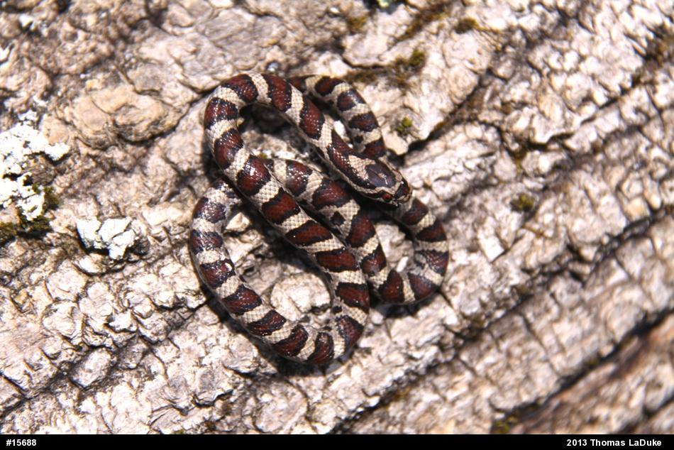 Eastern Milksnake