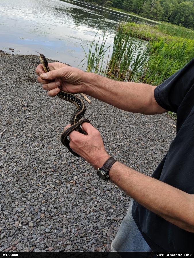 Eastern Gartersnake