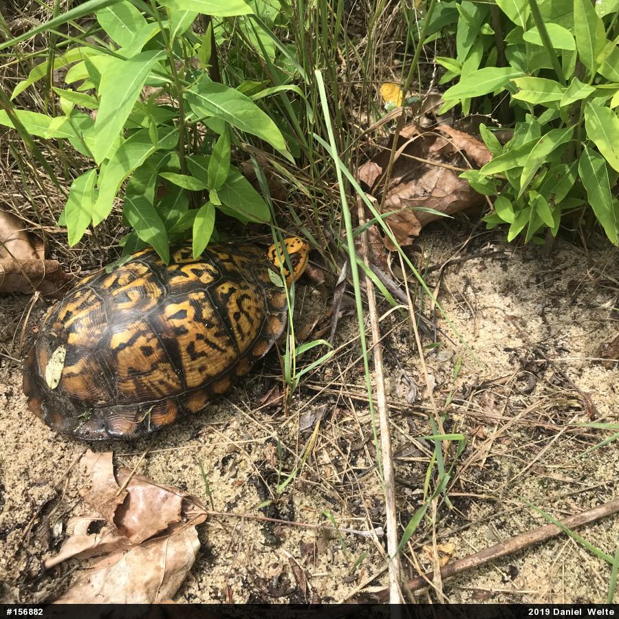 Eastern Box Turtle
