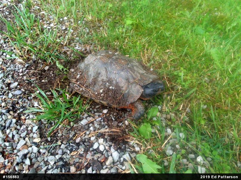 Wood Turtle
