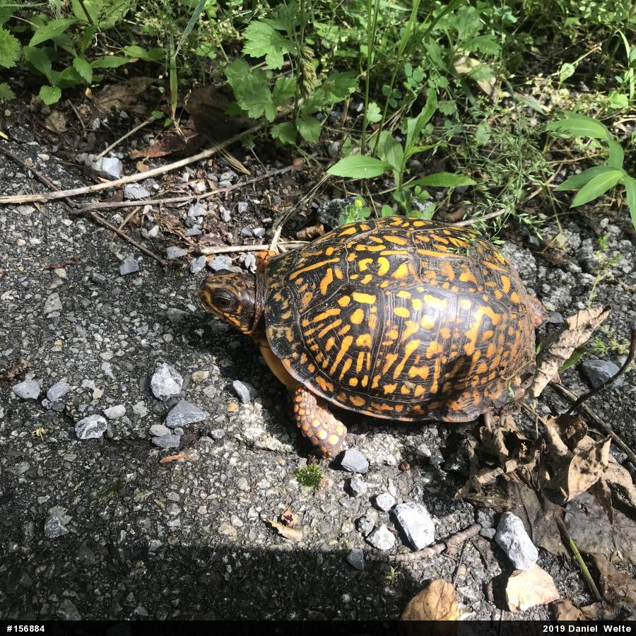Eastern Box Turtle