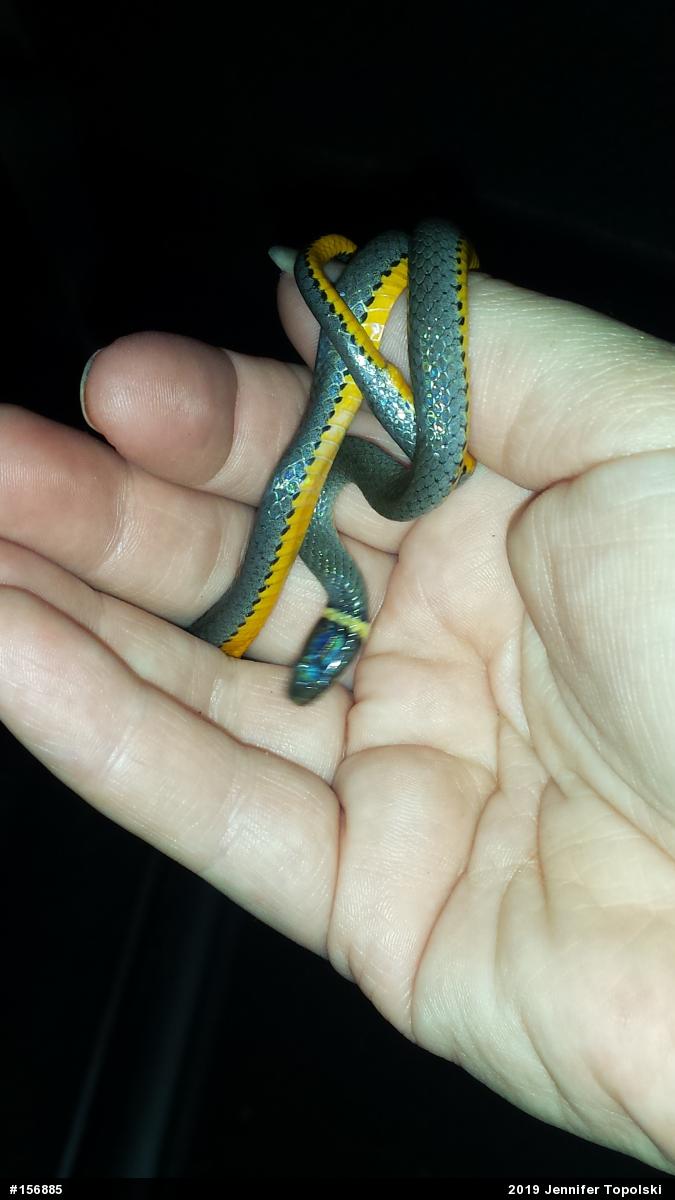 Northern Ring-necked Snake