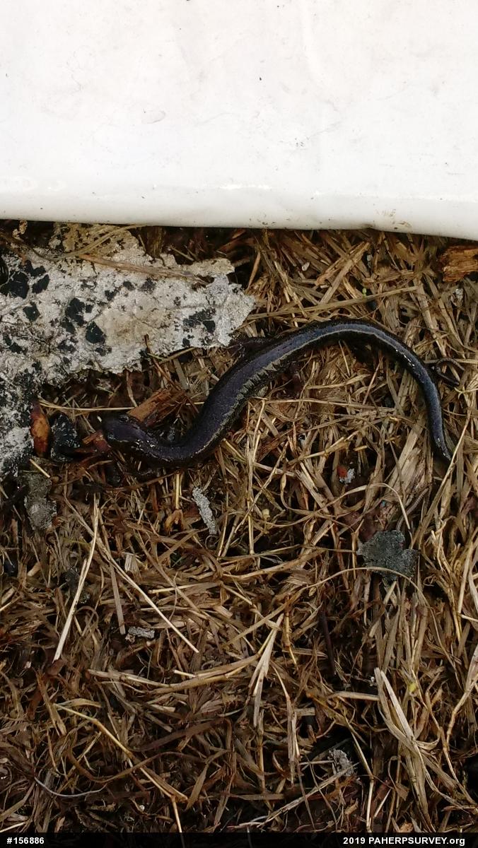 Eastern Red-backed  Salamander