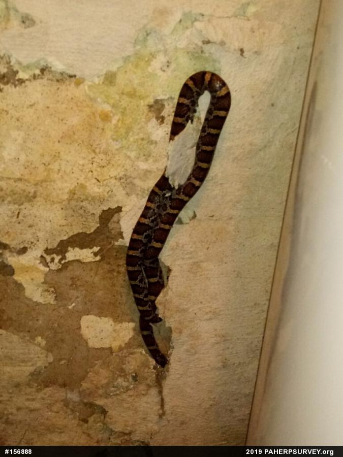 Eastern Milksnake