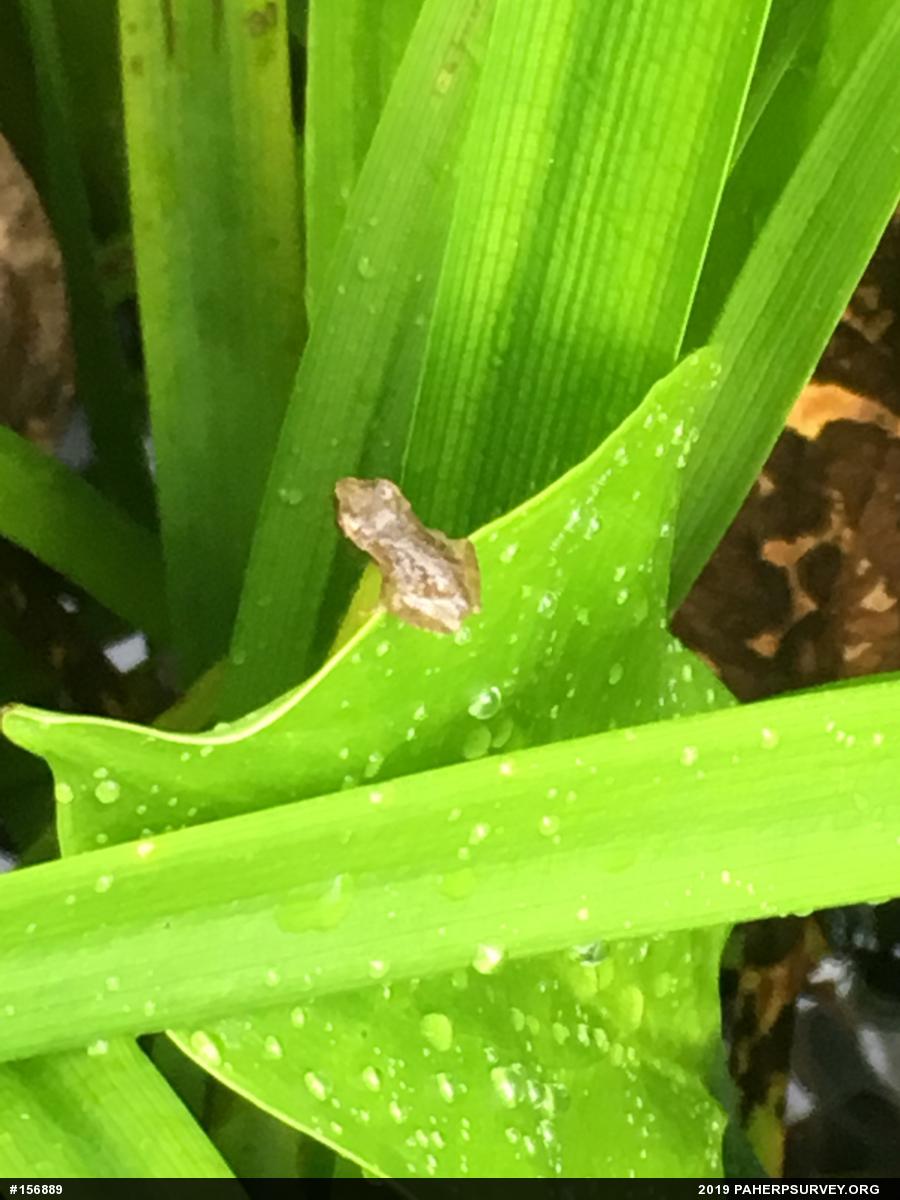 Spring Peeper