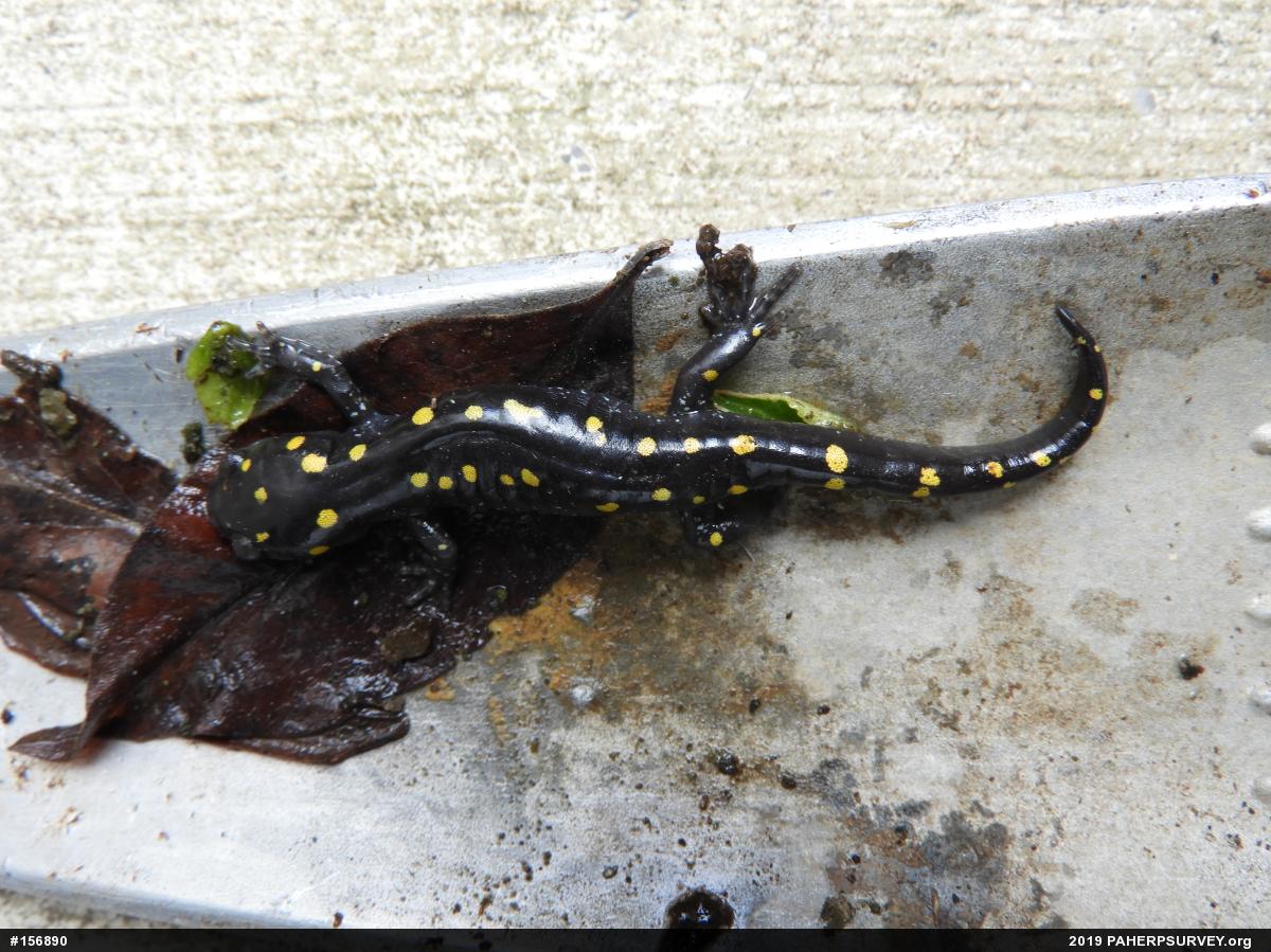 Spotted Salamander