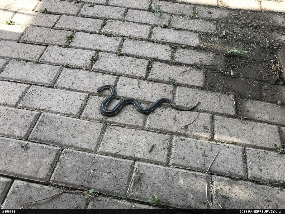 Eastern Gartersnake