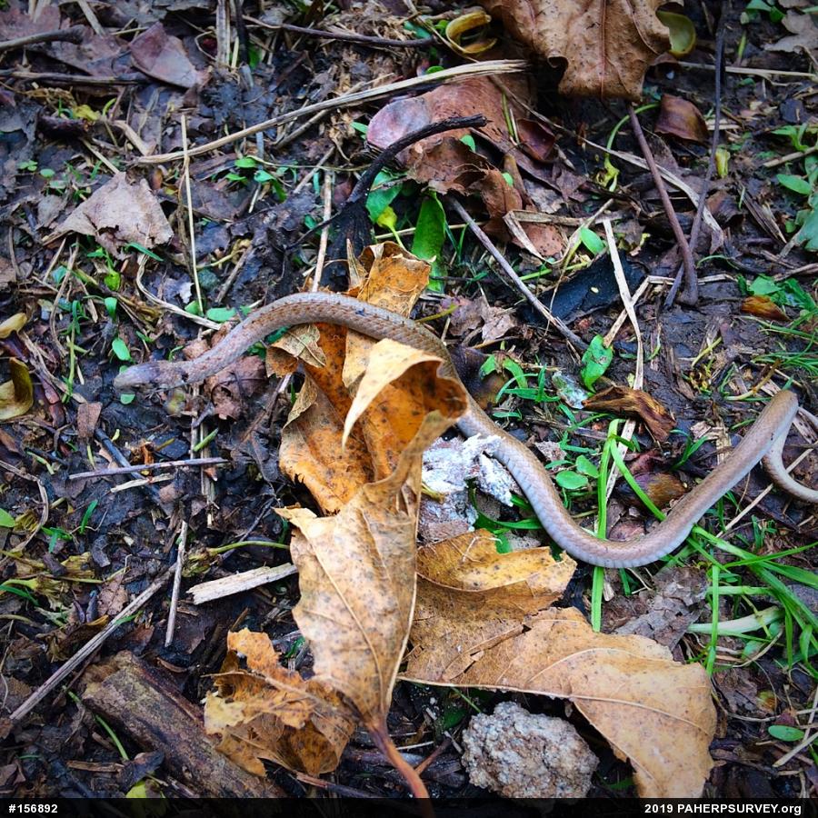 Dekay's Brownsnake