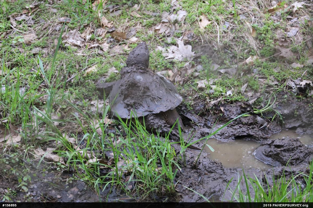 Snapping Turtle