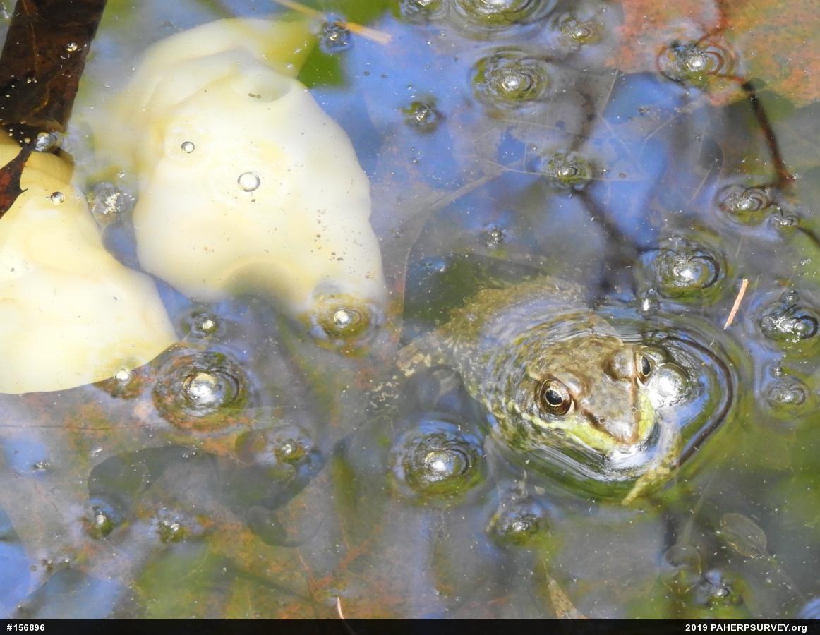 Green Frog