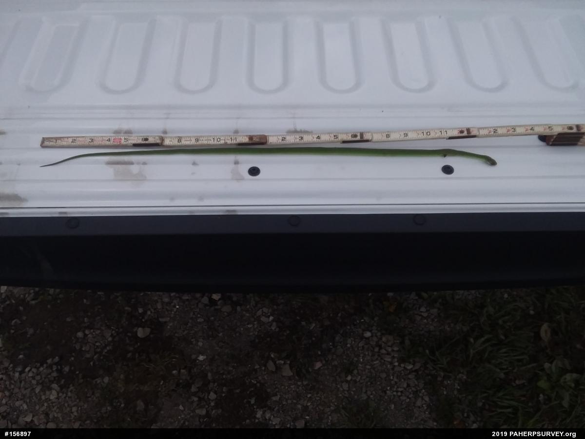 Smooth Greensnake
