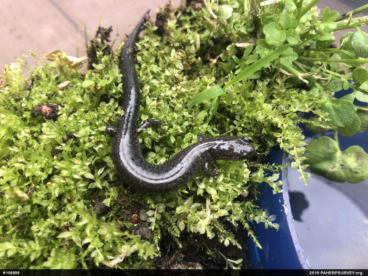 Northern Ravine Salamander