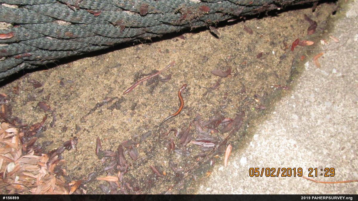 Eastern Red-backed  Salamander