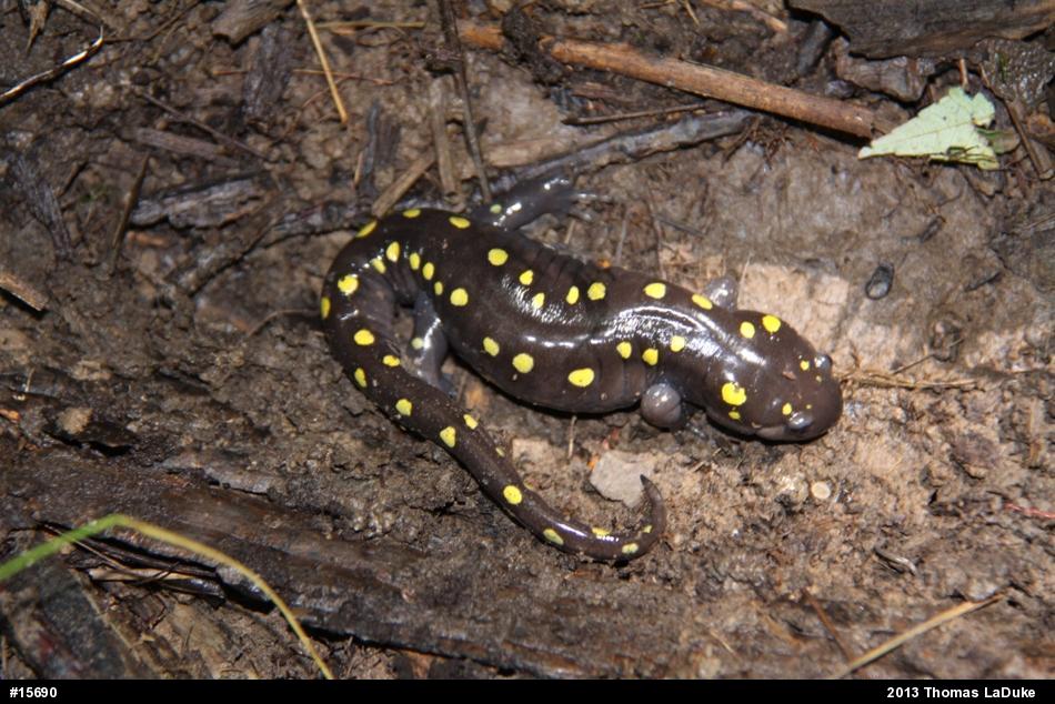 Spotted Salamander