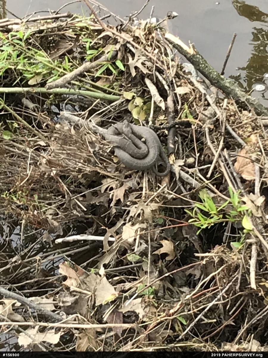 Northern Watersnake