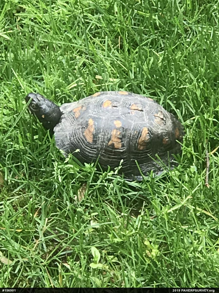 Eastern Box Turtle