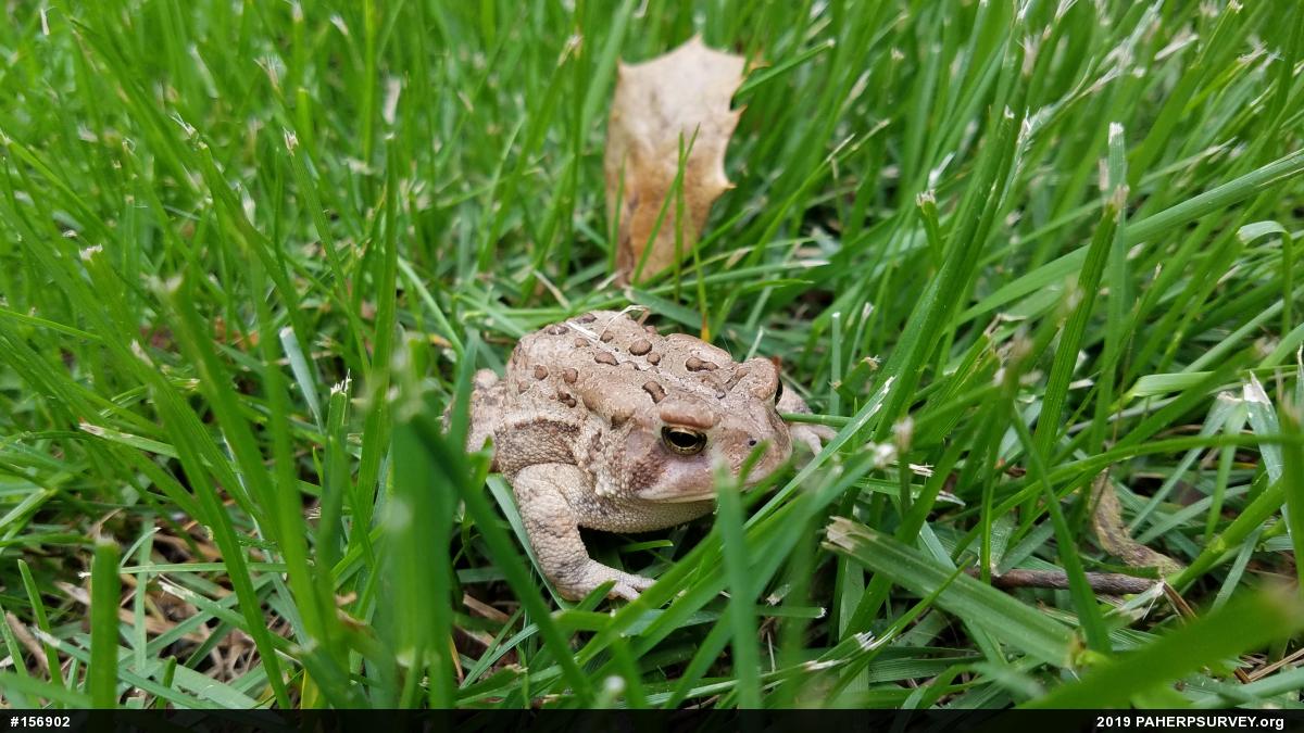 Eastern American Toad