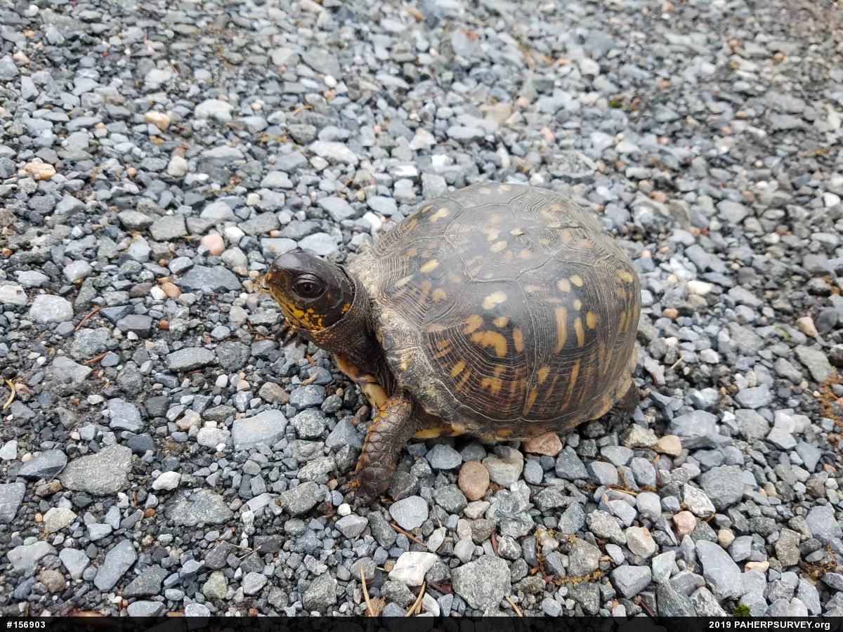 Eastern Box Turtle