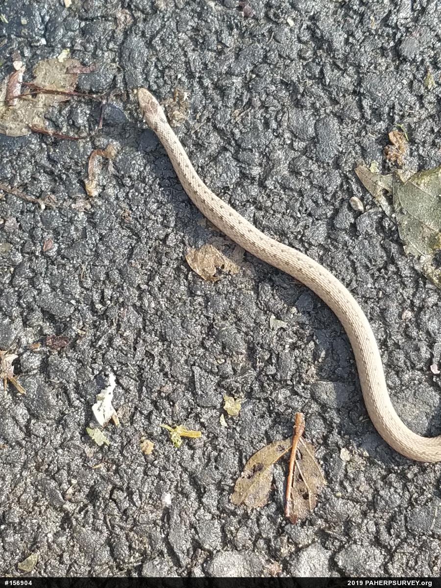 Dekay's Brownsnake