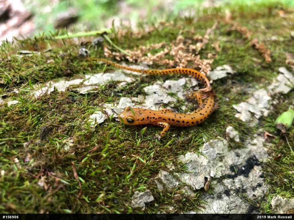 Eastern Long-tailed Salamander