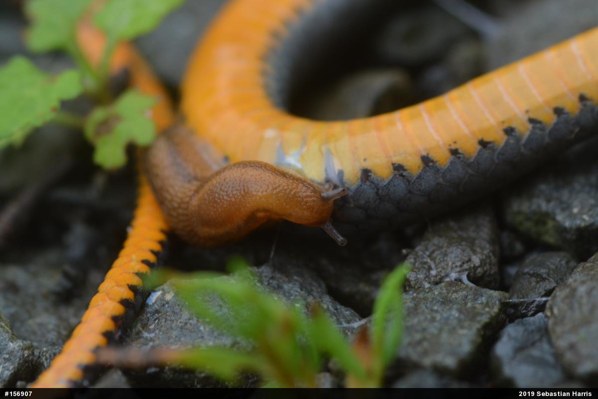 Northern Ring-necked Snake