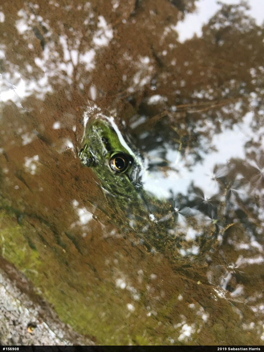 Green Frog