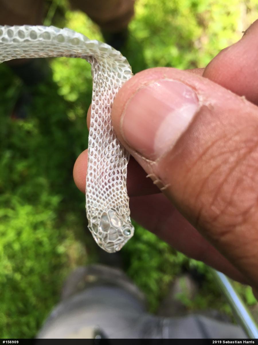 Dekay's Brownsnake