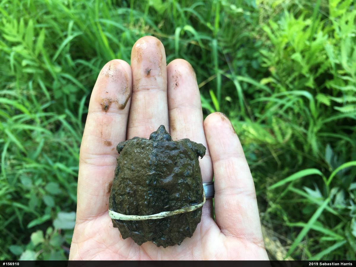 Snapping Turtle
