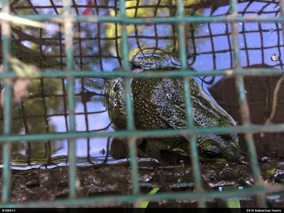 Green Frog
