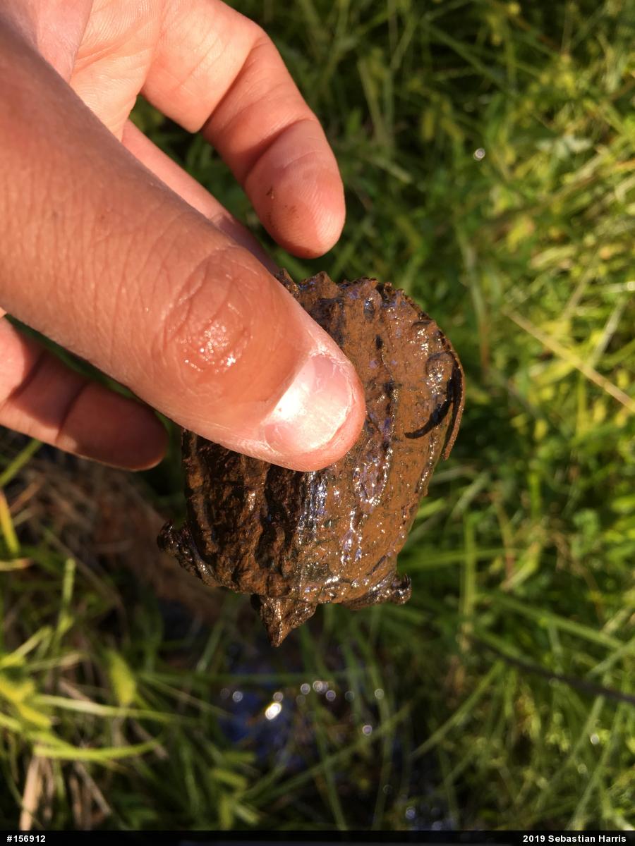 Snapping Turtle