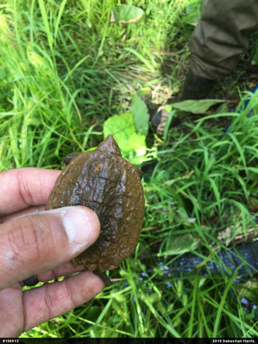 Snapping Turtle