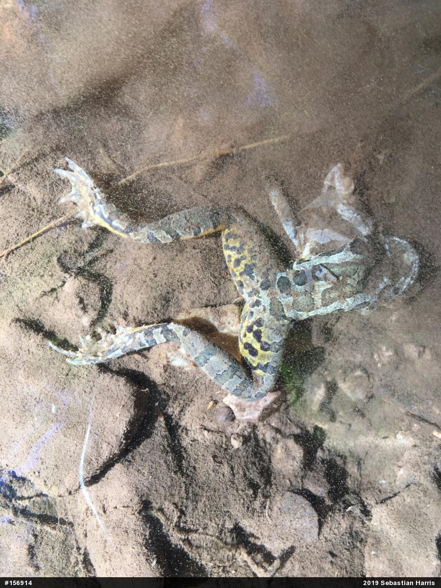Pickerel Frog