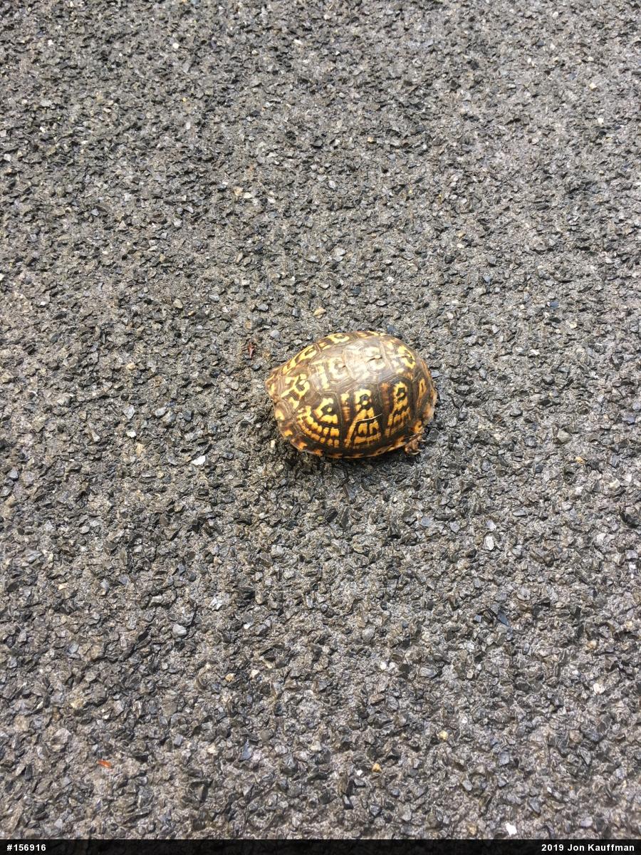 Eastern Box Turtle