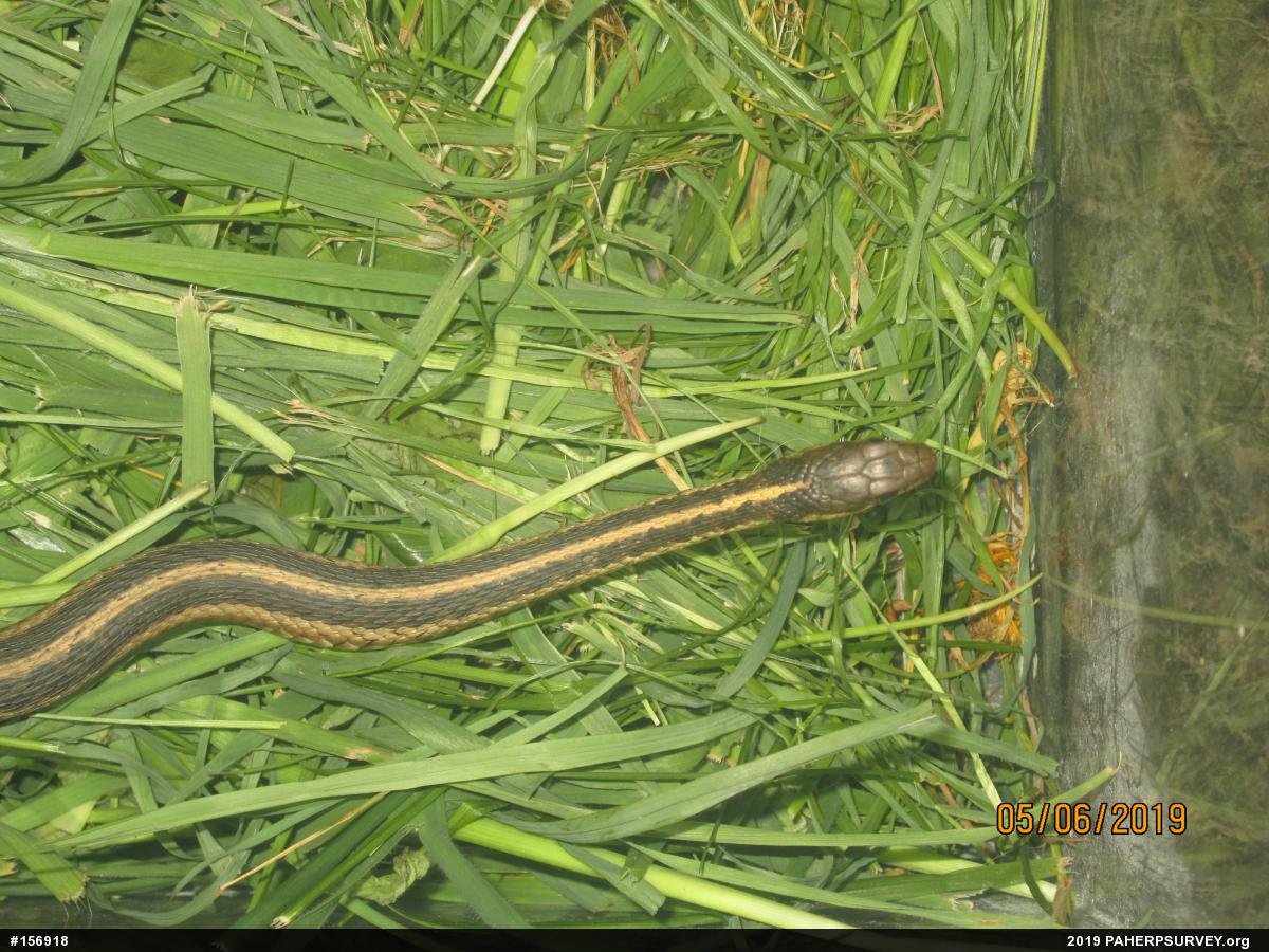 Eastern Gartersnake