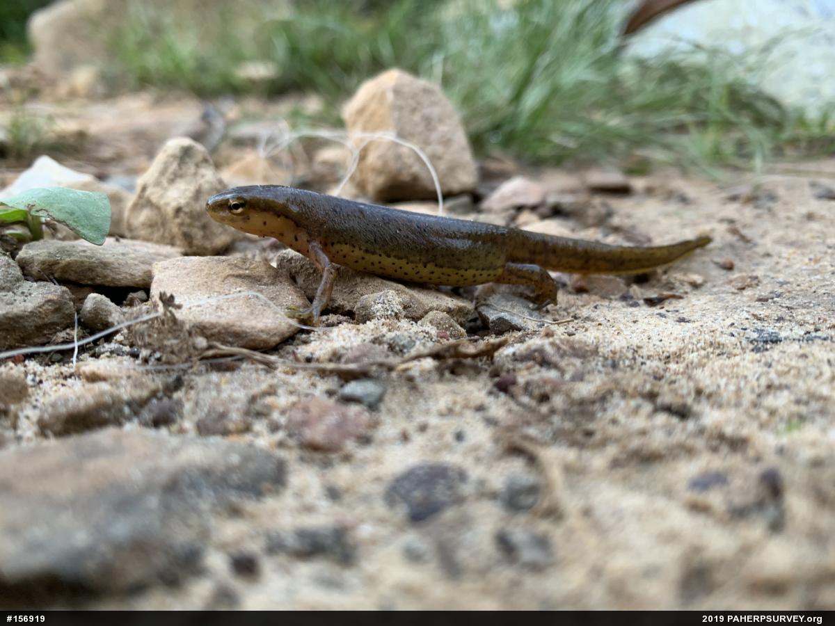 Red-spotted Newt