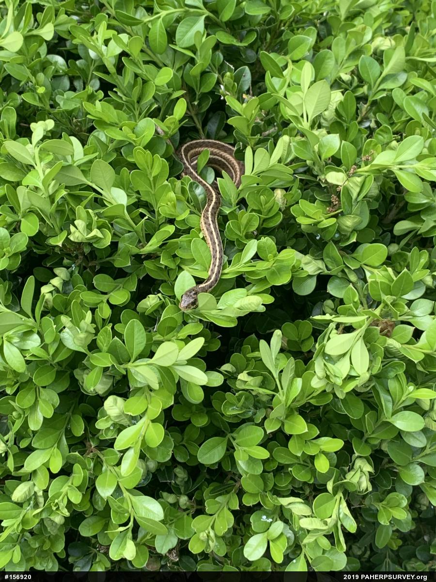 Eastern Gartersnake