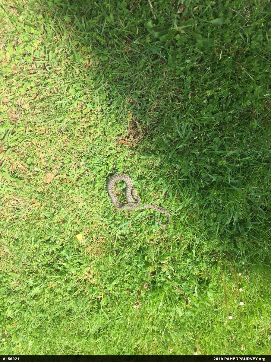 Eastern Gartersnake