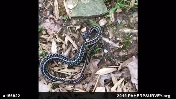Eastern Gartersnake