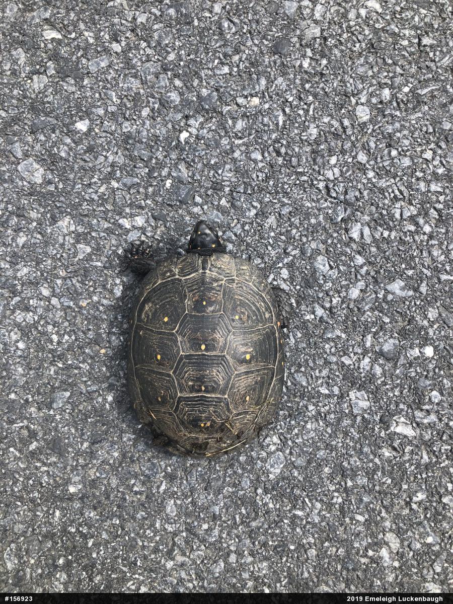 Spotted Turtle