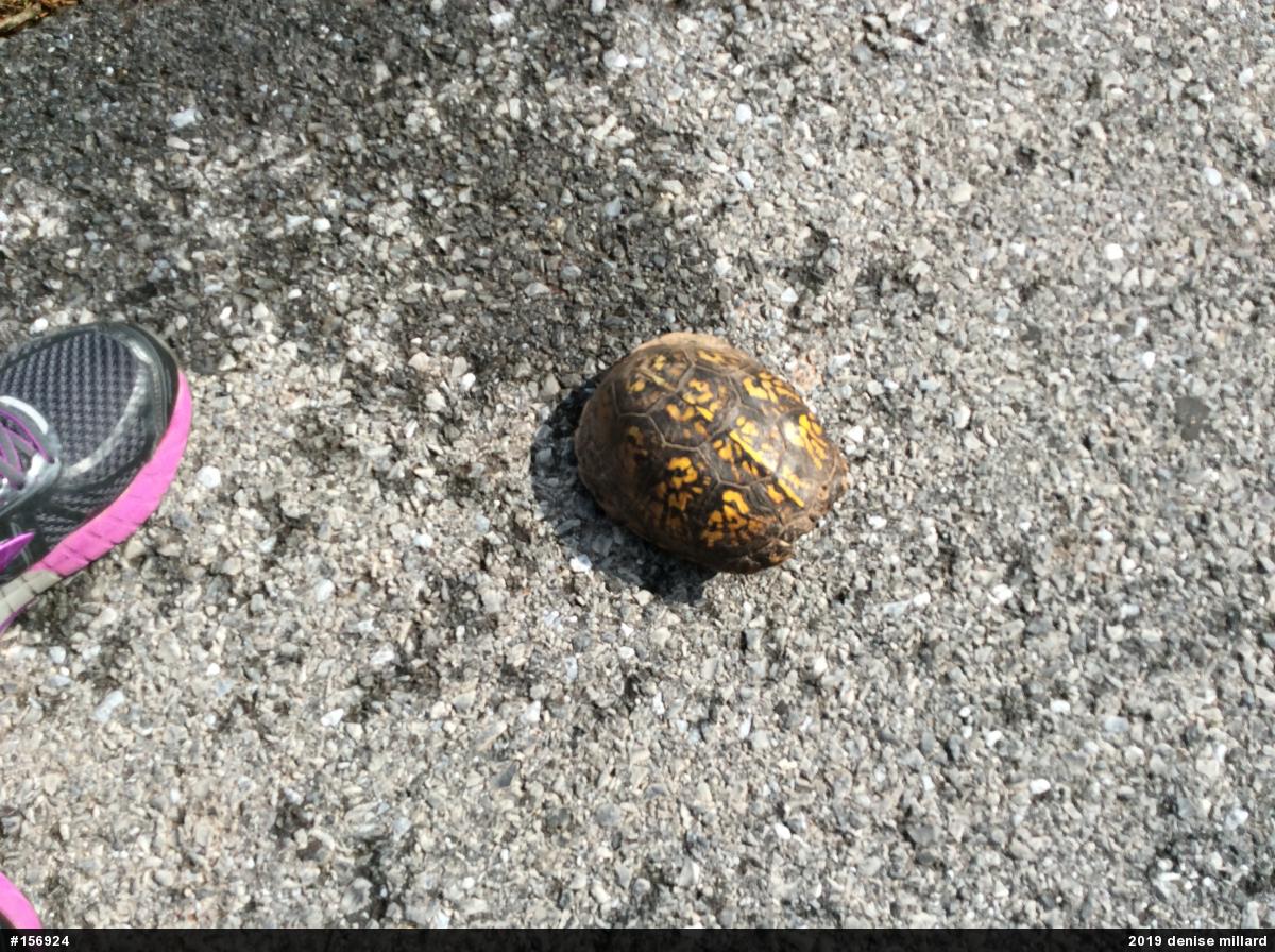 Eastern Box Turtle