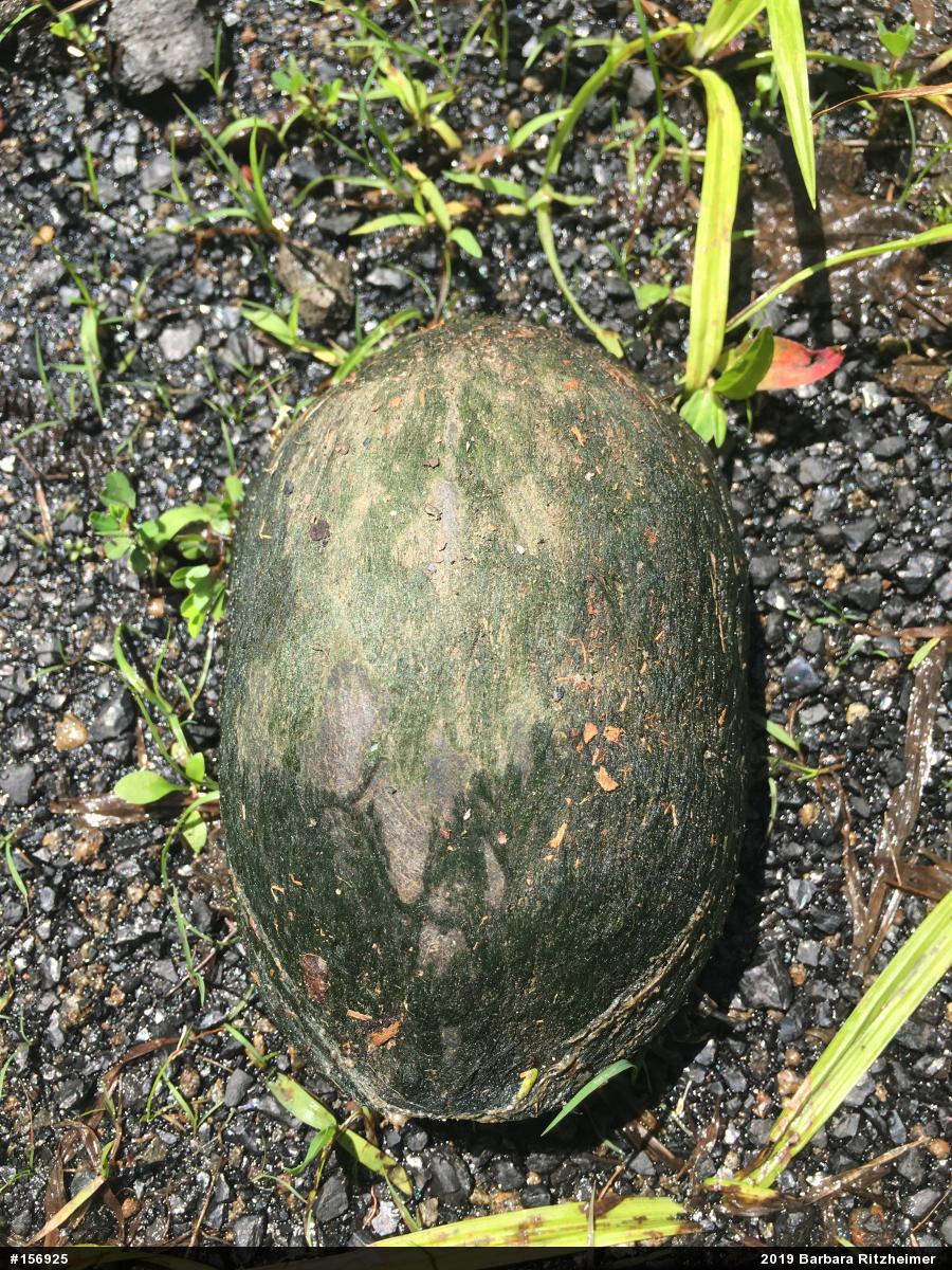 Eastern Musk Turtle
