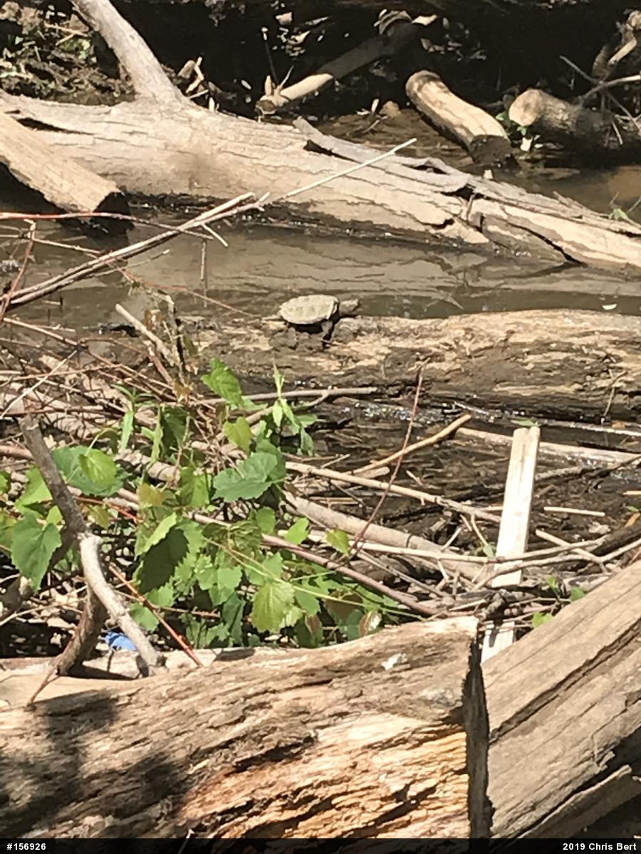 Snapping Turtle