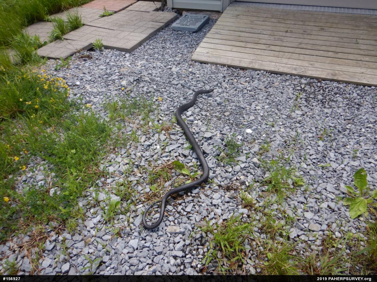 Northern Black Racer