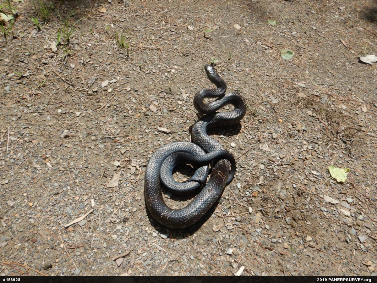 Eastern Ratsnake