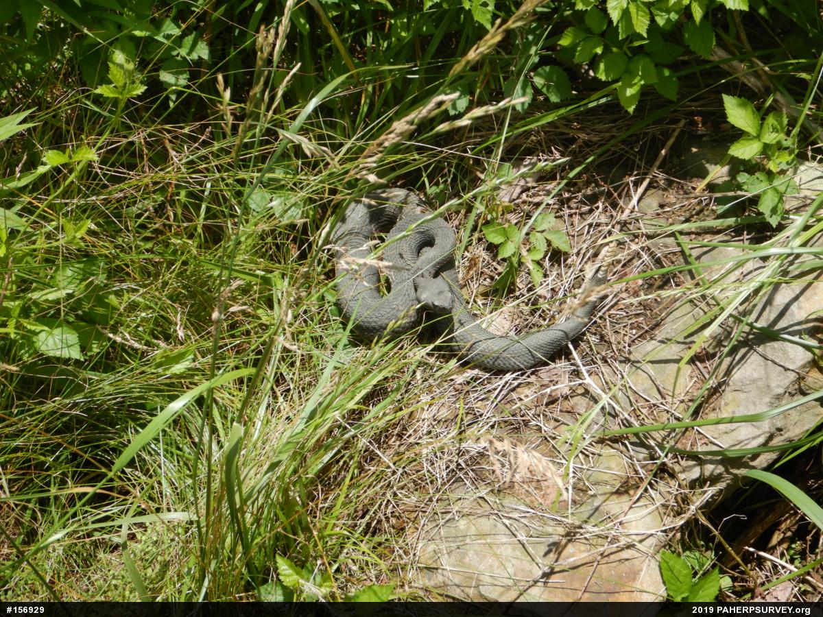 Timber Rattlesnake